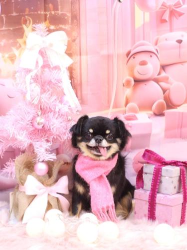 20241228ルナちゃん